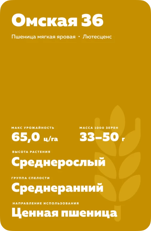 Омская 36 сорт мягкой яровой пшеницы