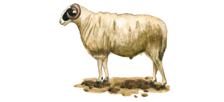 Хиосская порода овец