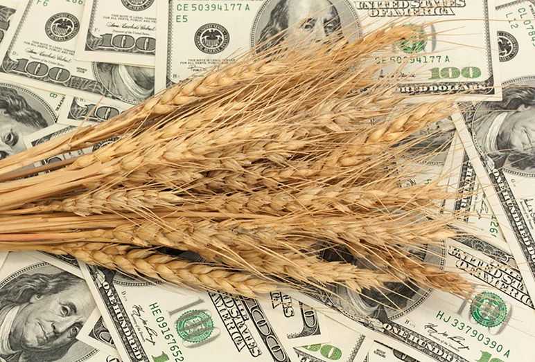 Ограничение экспорта пшеницы принесет России большие убытки