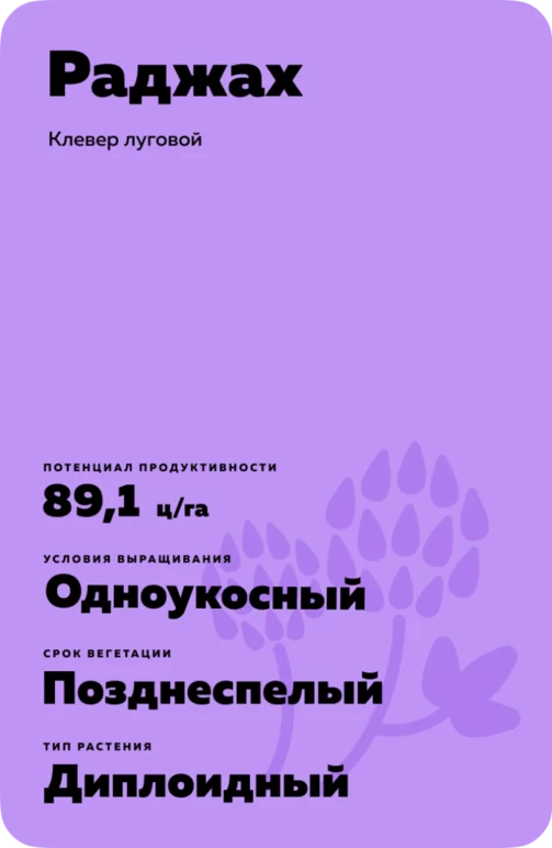 Раджах (RAJAH)