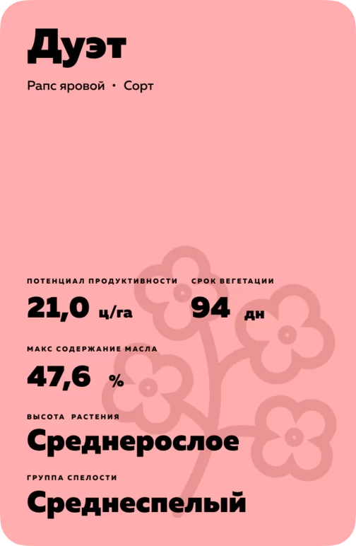 Дуэт сорт рапса ярового