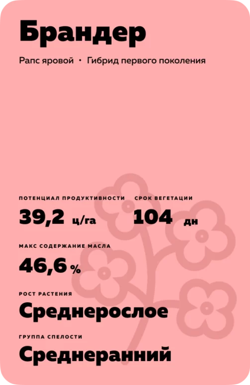 Брандер (BRANDER)