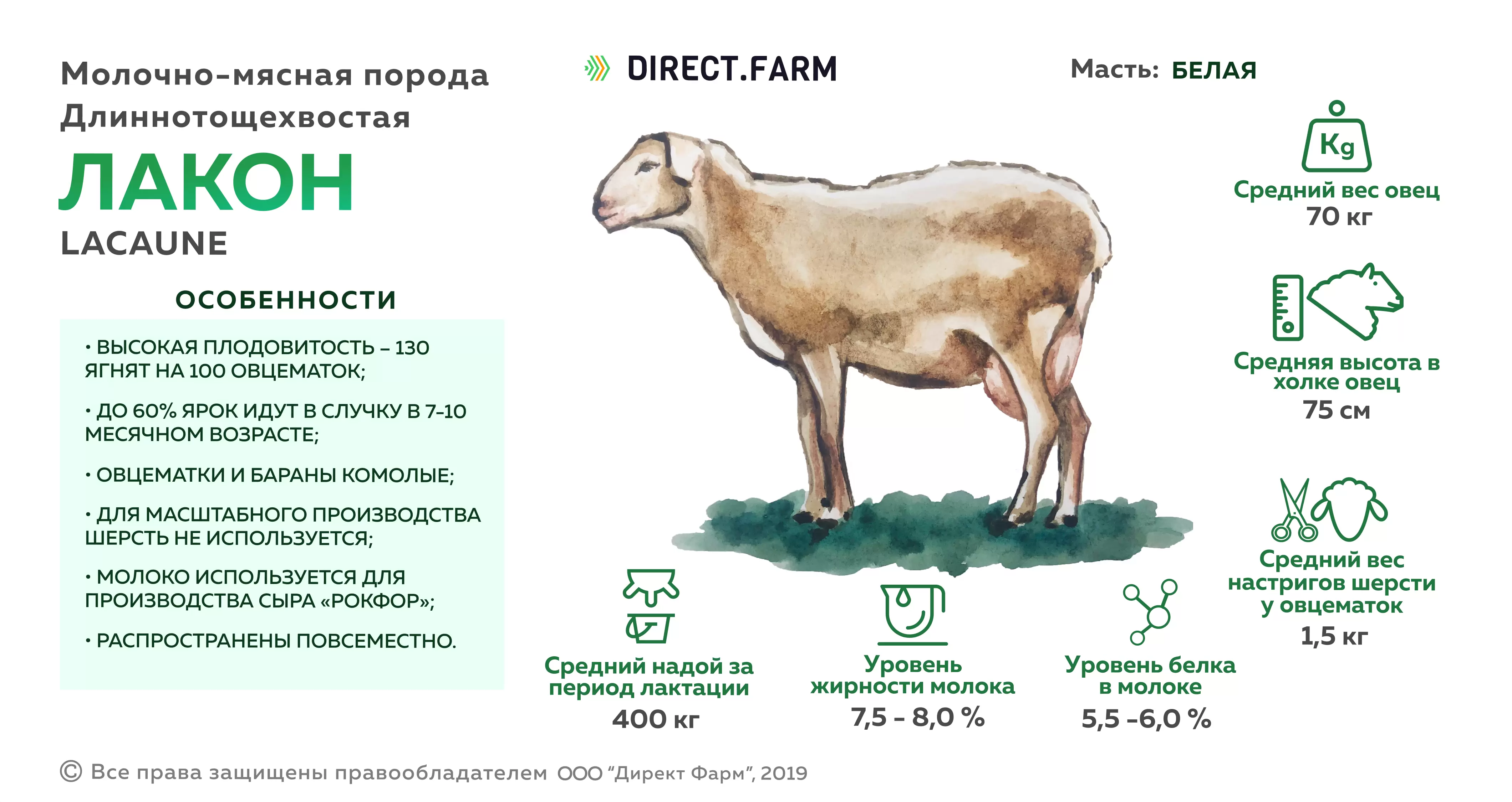 Какой вес барана. Порода лакон молочная порода овец. Молочная порода овец Ассаф. Лакон порода овец характеристика. Порода Баранов лакон.