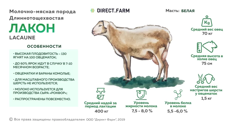 Лакон - порода овец