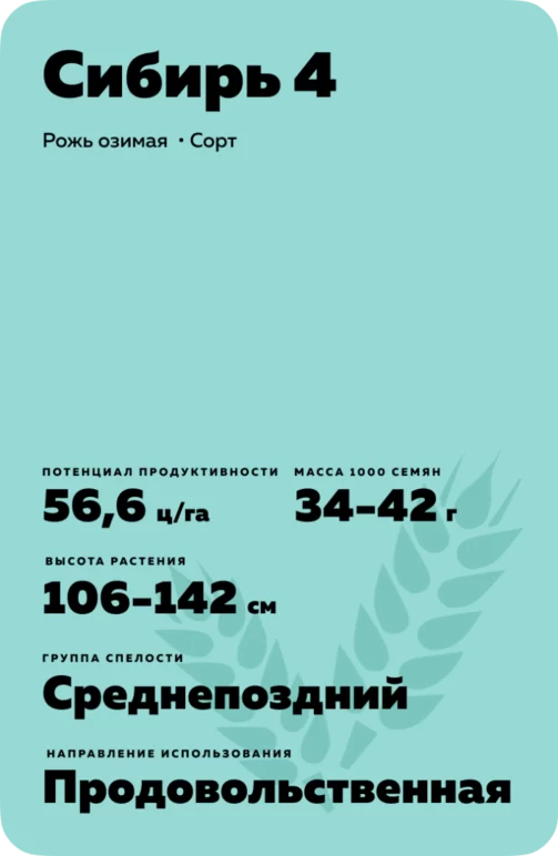 Сибирь 4  рожь озимая