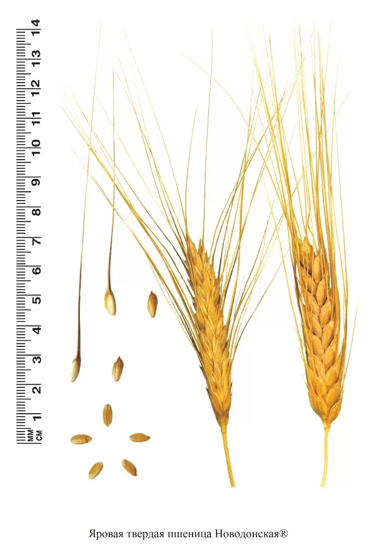 Яровая твердая. Яровая твердая пшеница. Твердые сорта пшеницы. Алтайская пшеница. Яровая твердая пшеница глютен.