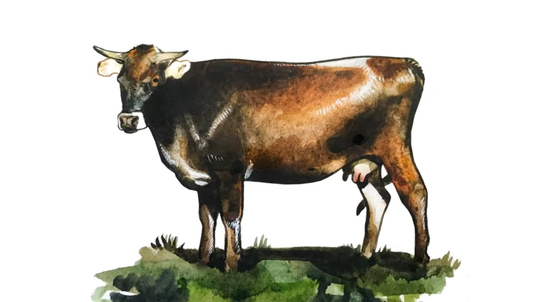 Кавказская бурая порода коров