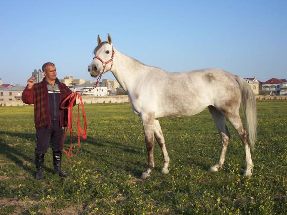 Делибозская порода лошадей (делибоз)