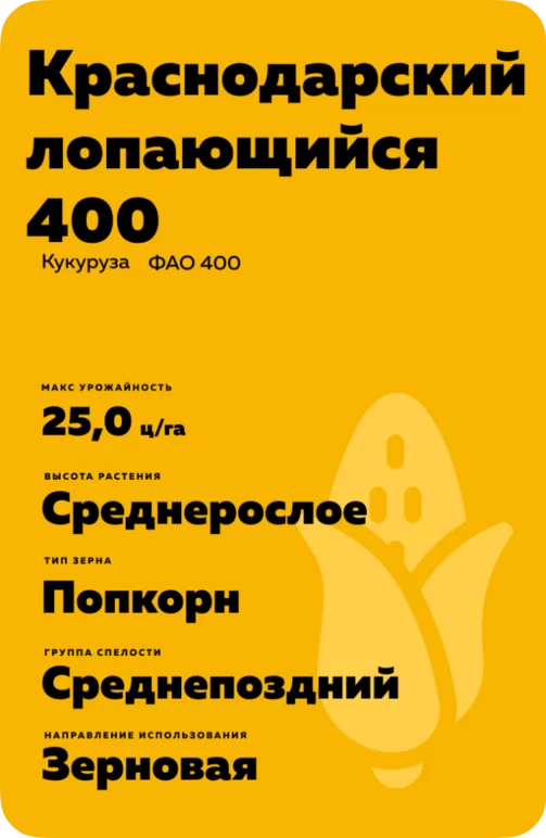 Краснодарский Лопающийся 400 - гибрид кукурузы ( Zea mays L.).
