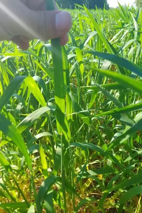 Контроль пиренофороза и септориза на пшенице