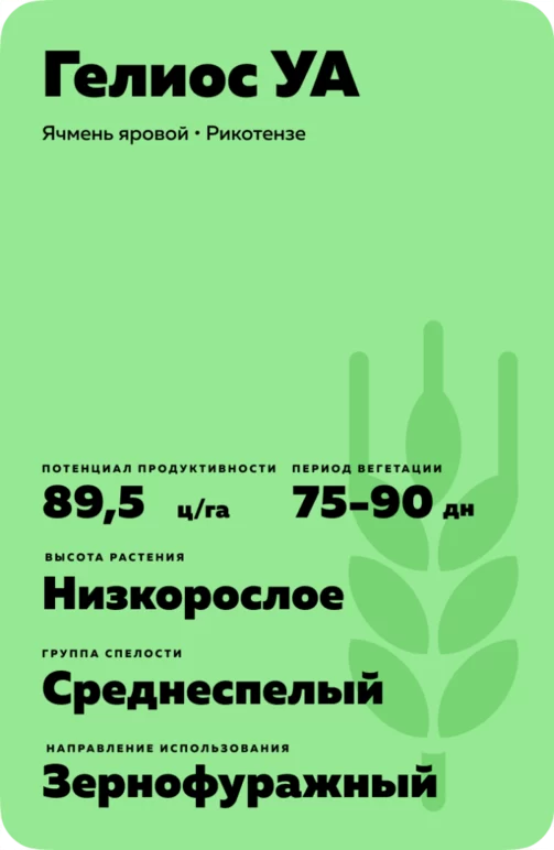 Гелиос УА сорт ячменя ярового