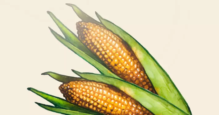 Выращивание кукурузы: посев, протравливание, уборка, семеноводство