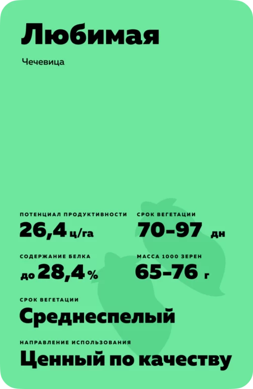 Любимая чечевица