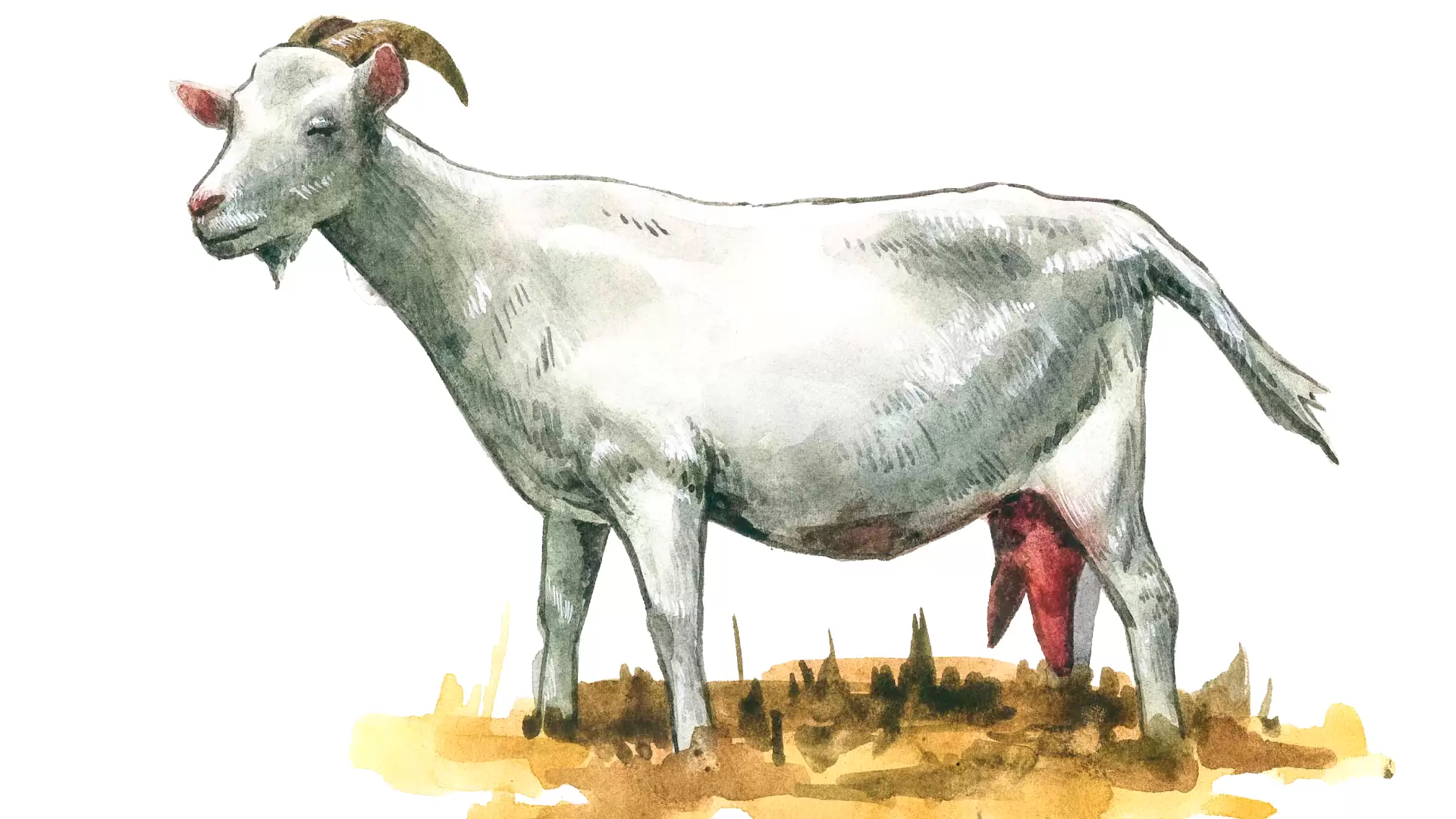 Мегрельская порода коз описание характеристики продуктивность отзывы