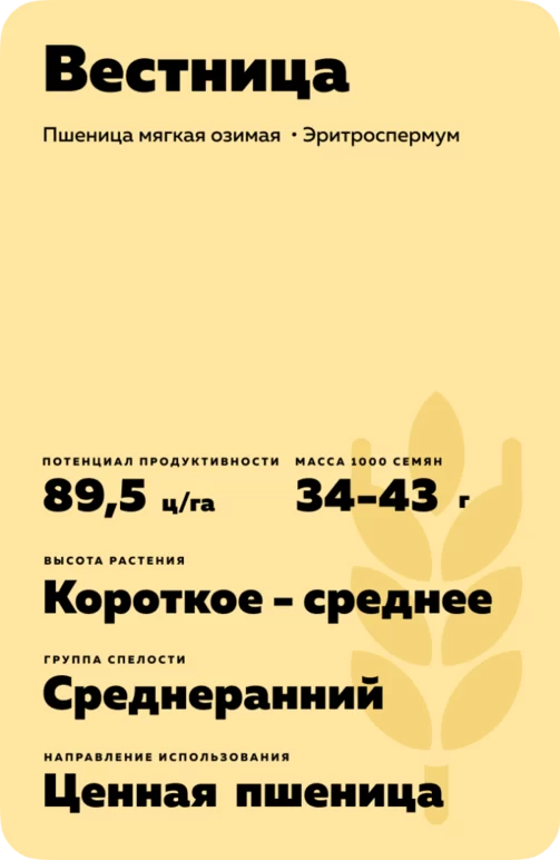 Вестница сорт озимой пшеницы