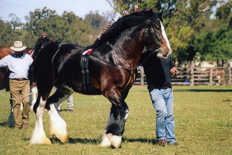 Клейдесдаль – порода лошадей 