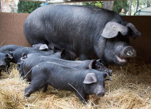 Бигоррская черная порода свиней