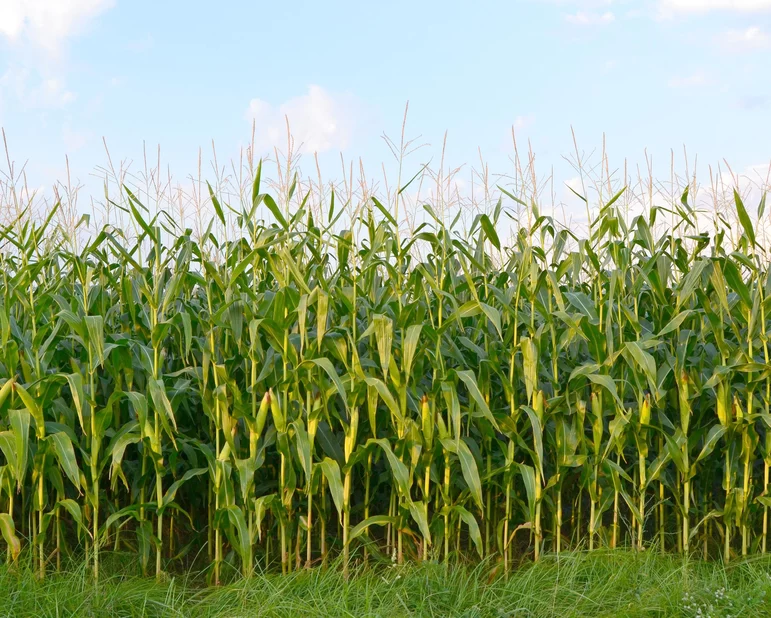Фитотоксичность глифосата на посевах кукурузы