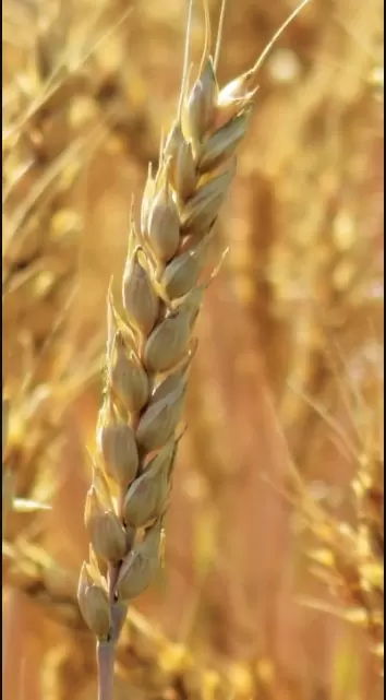 Гром сорт мягкой озимой пшеницы
