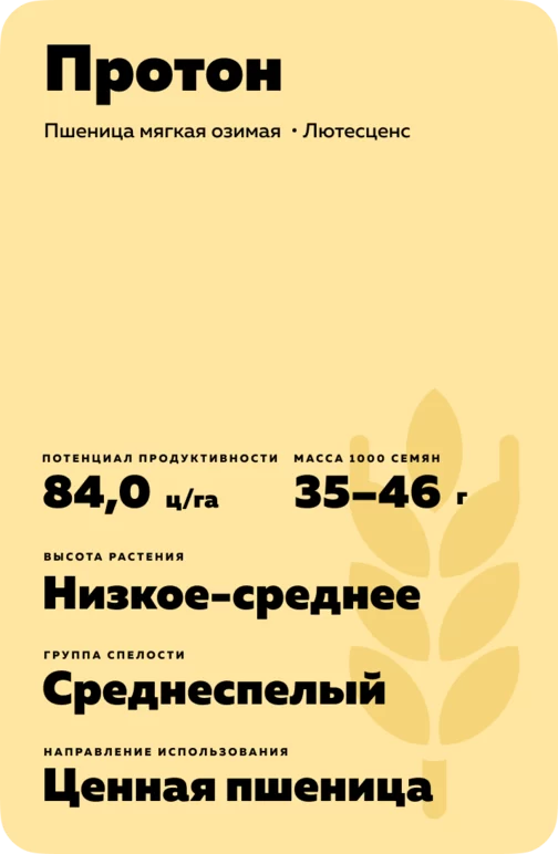 Протон сорт мягкой озимой пшеницы