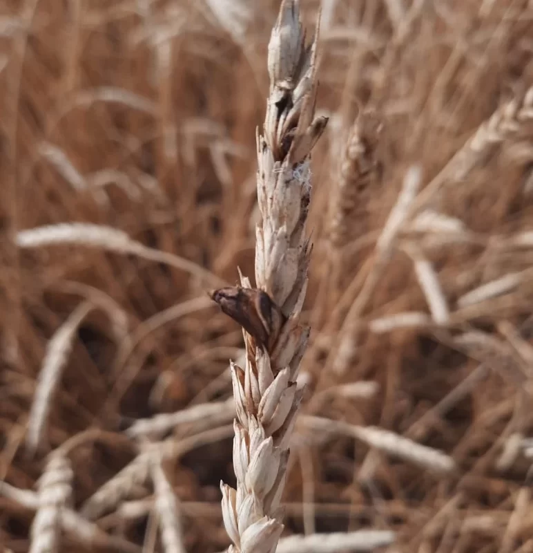 Вопросы из чатов: чем болеет пшеница?
