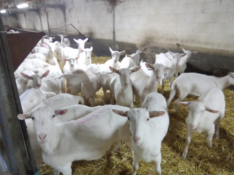Влияние обработанного пропионовой кислотой влажного сена на продуктивность коз