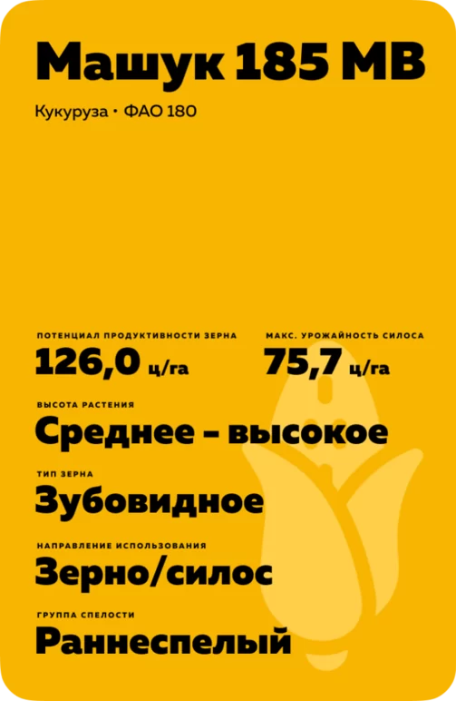 Машук 185 МВ гибрид кукурузы