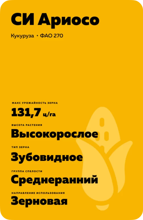 СИ Ариосо - гибрид кукурузы ( Zea mays L.).