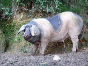 Баскская порода свиней