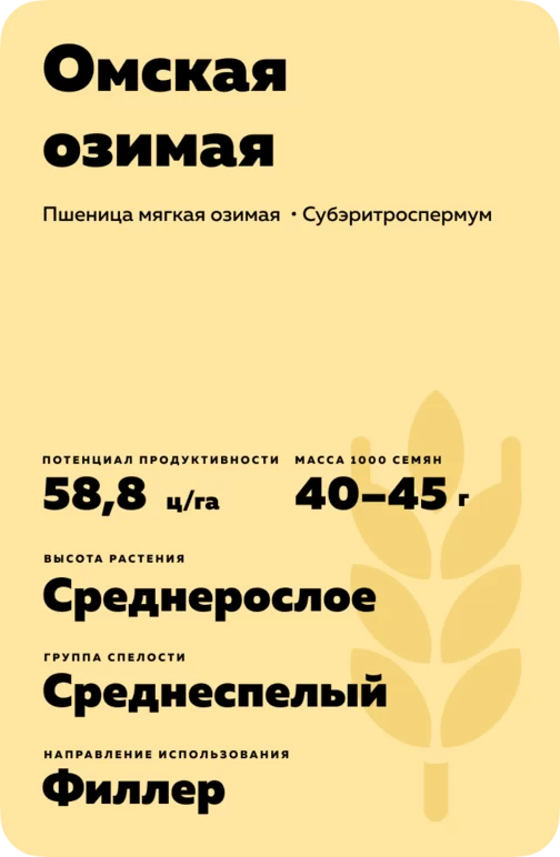 Омская озимая сорт мягкой озимой пшеницы