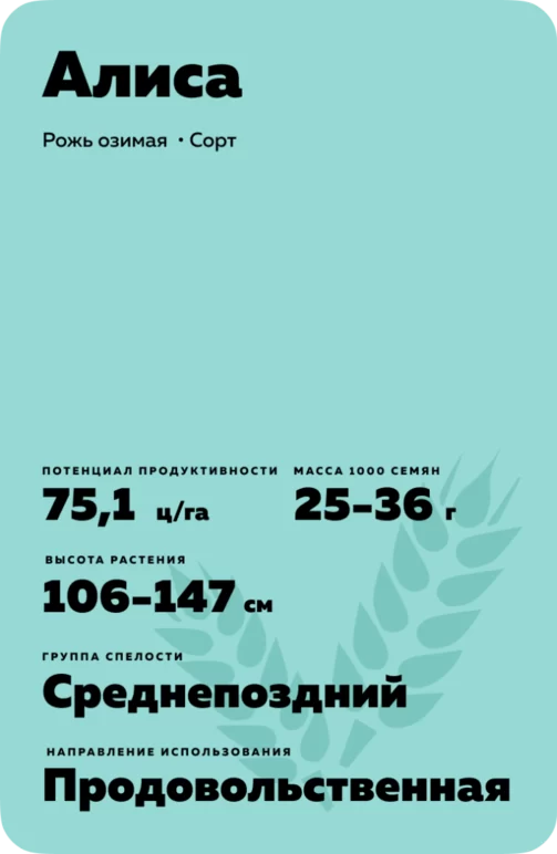 Алиса рожь озимая