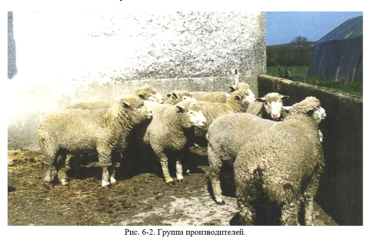 Дюдэ – Овцеводство. Гл. 6. Генетическое улучшение. Ч. 3