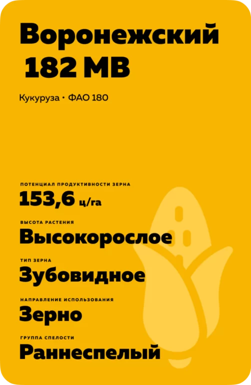 Воронежский 182 МВ гибрид кукурузы