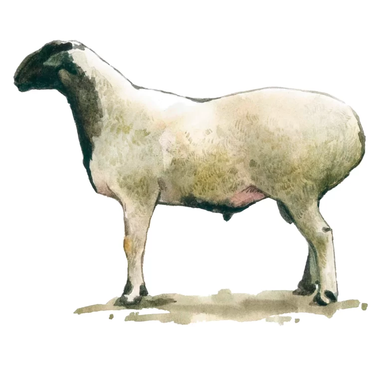 Калмыцкая порода овец