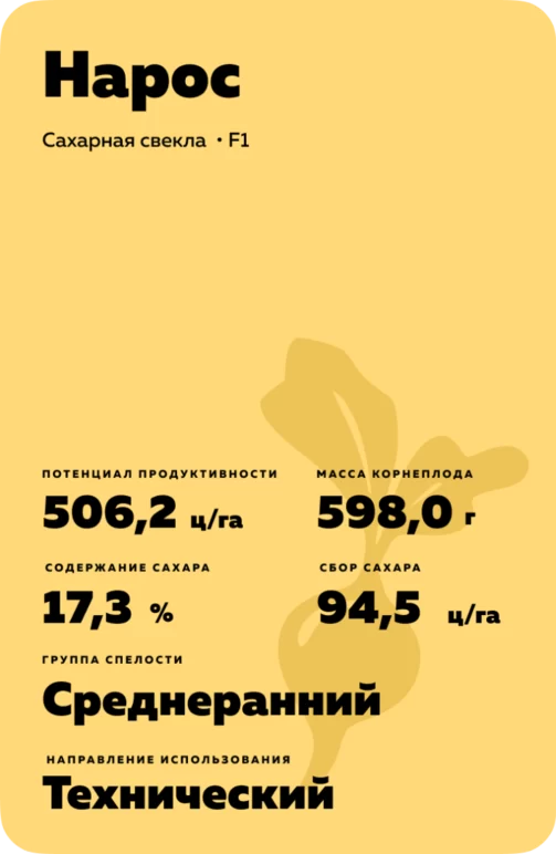 Наркос - гибрид свеклы сахарной (Beta vulgaris L. ssp. vulgaris var. saccharifera Alef.).
