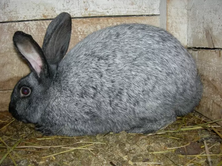 Серебристый кролик 