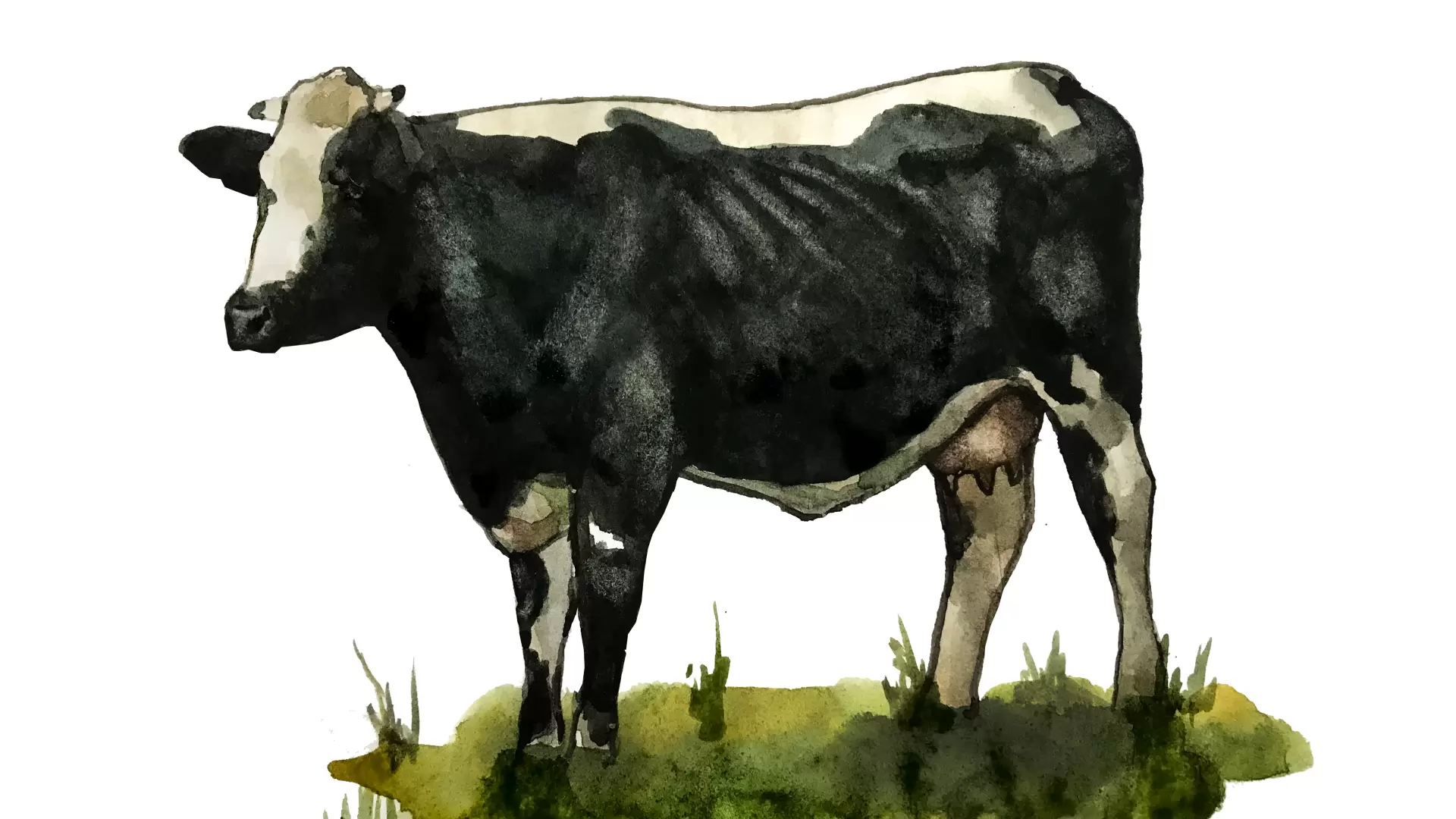 Тагильская порода коров: описание, характеристики, содержание и разведения, отзывы