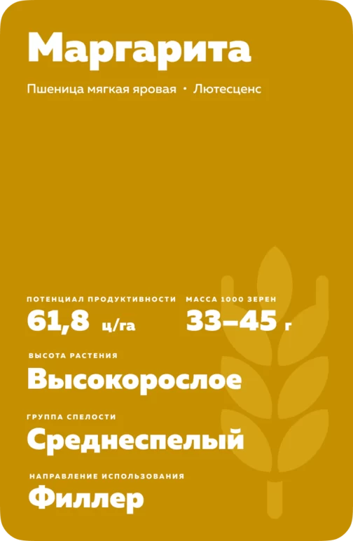 Маргарита сорт мягкой яровой пшеницы