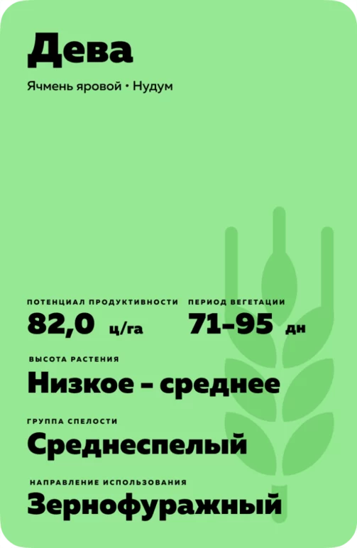 Дева сорт ярового ячменя
