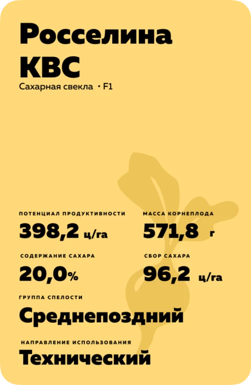 РОССЕЛИНА КВС - гибрид свеклы сахарной