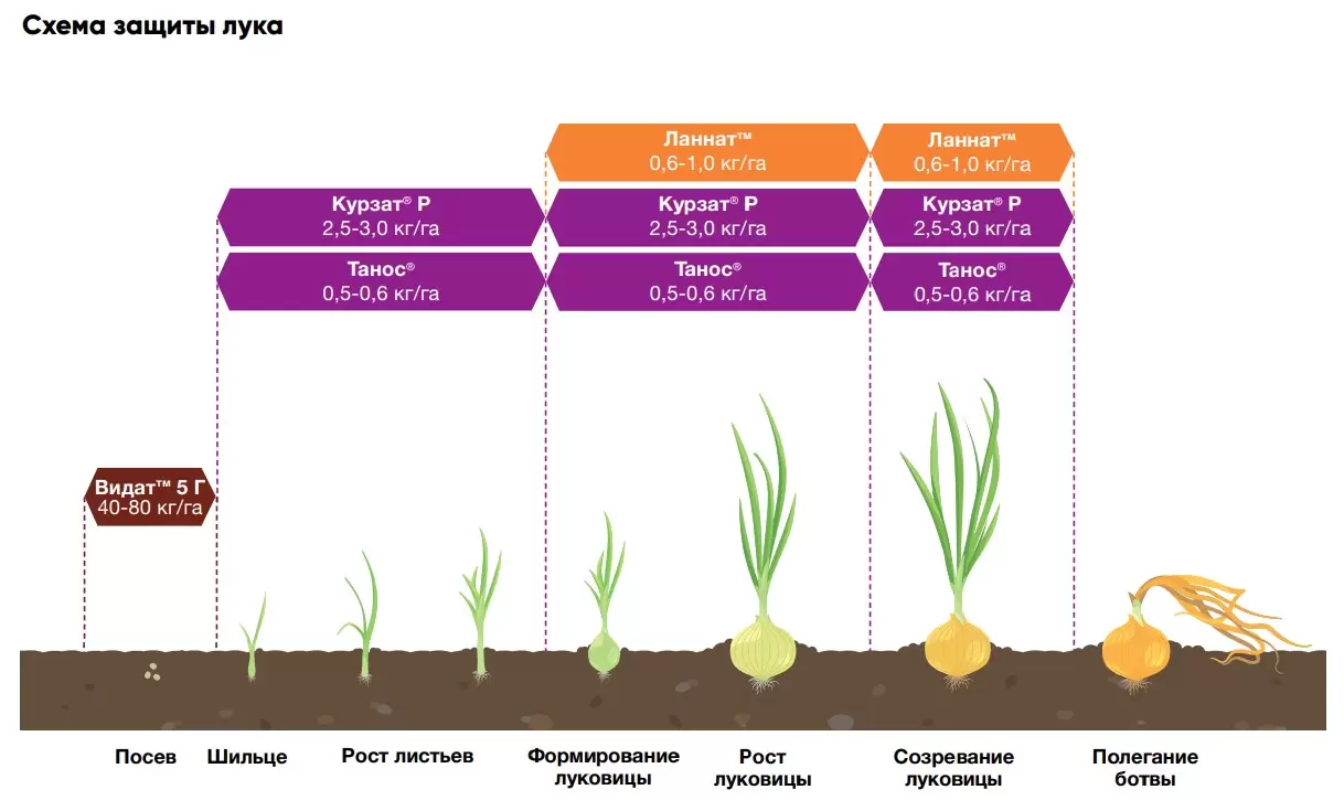 Лук: технологическая схема применения удобрений Meristem при выращивании лука