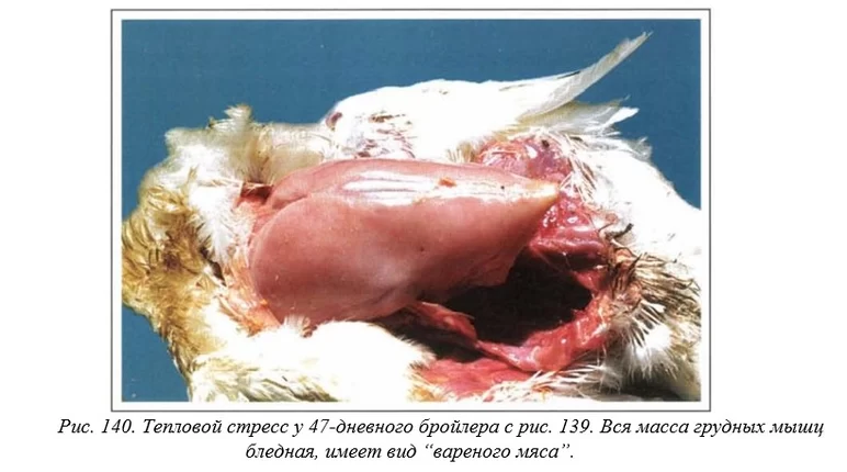 Вегад - Атлас болезней птицы. Ч. 28. Тепловой стресс