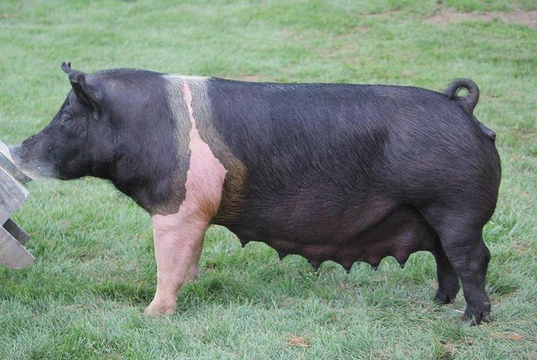 Гемпшир – порода свиней