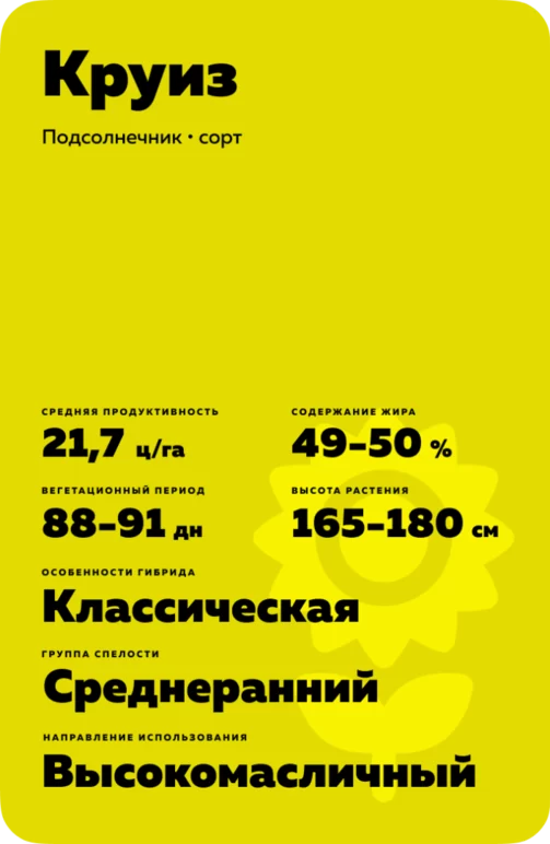 Круиз сорт подсолнечника