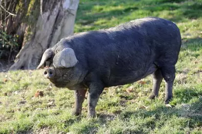 Гасконская порода свиней