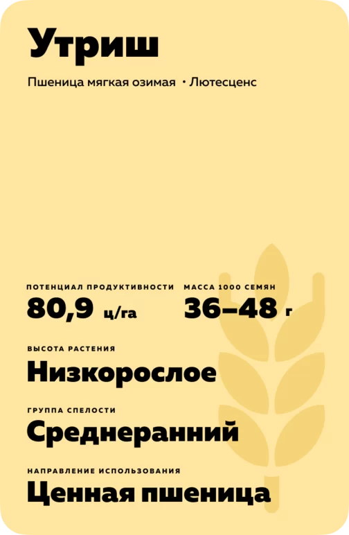 Утриш сорт мягкой озимой пшеницы