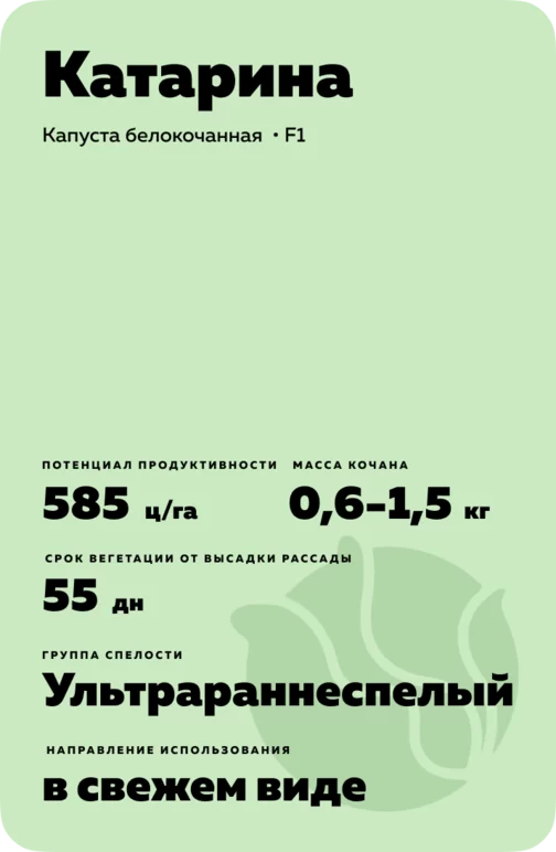 Катарина (KATARINA) гибрид капусты белокочанной