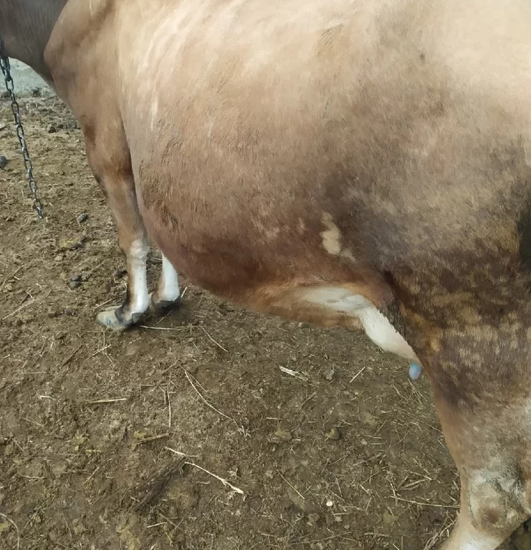 Вопросы из чатов: почему у коровы вздулся рубец и брюшная полость?