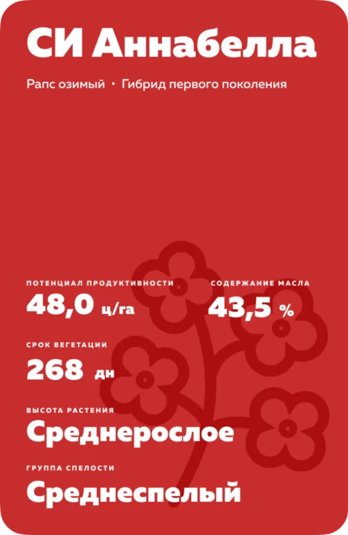 СИ Аннабелла (SY ANNABELLA)  гибрид озимого рапса