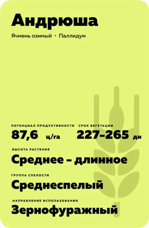 Андрюша сорт озимого ячменя